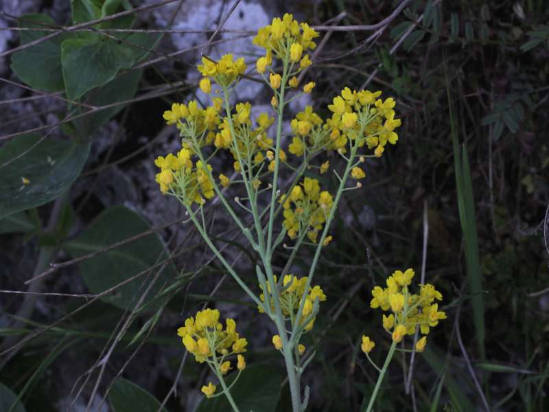 Da determinare 4 - Alyssum sp.